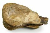 Triceratops Metatarsal Bone Section - Wyoming #371507-2